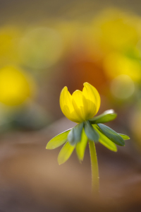 Bild-Nr: 12572243 Winterling im Buchenlaub Erstellt von: Daniela Beyer