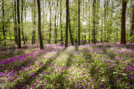 Bild-Nr: 12595822 Im Wald der blauen Blumen Erstellt von: boegau-photography