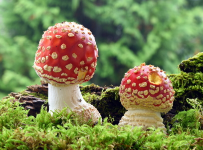 Bild-Nr: 12632095 Fliegenpilze Erstellt von: GUGIGEI