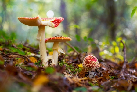 Bild-Nr: 12640375 Fliegenpilze Amanita muscaria Erstellt von: Tanja Riedel