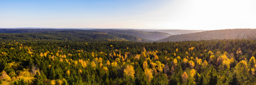 Bild-Nr: 12652433 Panorama Wald bei Kaltenbronn im Schwarzwald Erstellt von: dieterich