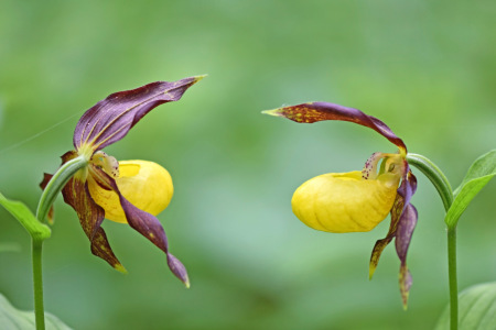 Bild-Nr: 12686728 Konversation Erstellt von: GUGIGEI