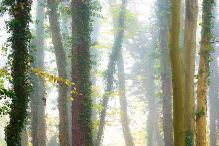 Bild-Nr: 12689326 Bäume im Nebel Erstellt von: Martin Martin Wasilewski