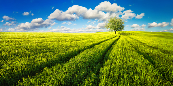 Bild-Nr: 12697417 Einsamer Baum auf sonnenbeschienener Wiese Erstellt von: Smileus
