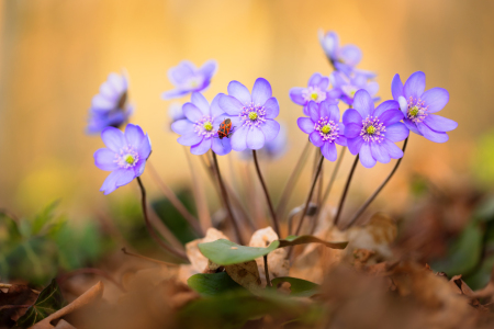 Bild-Nr: 12708179 Leberblümchen mit Besucher Erstellt von: Daniela Beyer