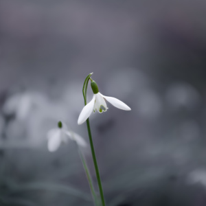 Bild-Nr: 12710825 Märzenbecher Duo Erstellt von: Ursula Reins