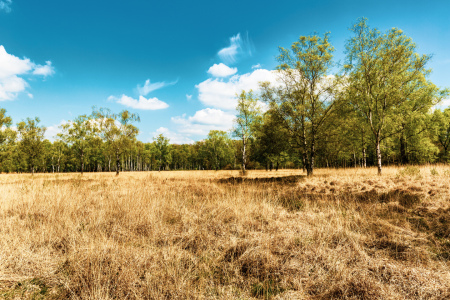 Bild-Nr: 12712955 MOORHEIDE mit BIRKEN Erstellt von: Ursula Reins