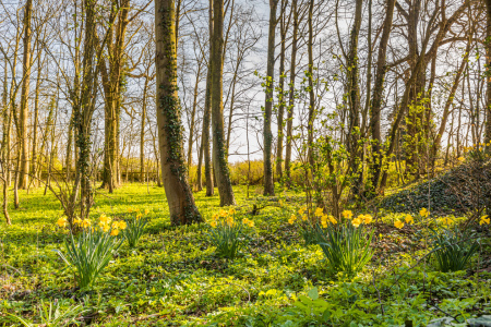 Bild-Nr: 12718733 Frühling auf dem Land   Erstellt von: Ursula Reins