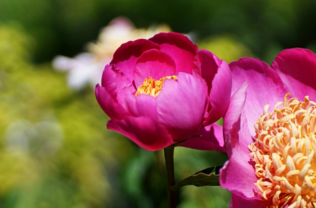 Bild-Nr: 12722466 Peony Erstellt von: youhaveadream