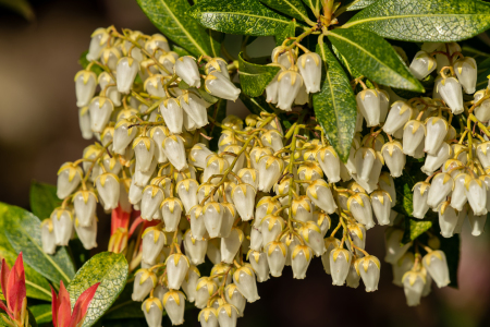 Bild-Nr: 12722874 weiße blüten der pieris japonica Erstellt von: volker heide