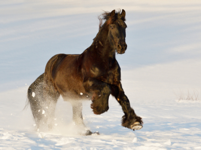 Bild-Nr: 12723239 Friese im Schnee Erstellt von: Martina Grebler
