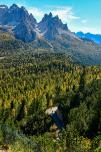 Bild-Nr: 12724232 Dolomitenwald Erstellt von: Bettina Schnittert