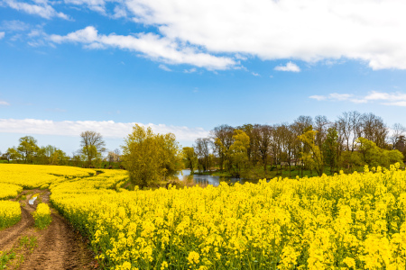 Bild-Nr: 12724565 Rapsland Erstellt von: Ursula Reins