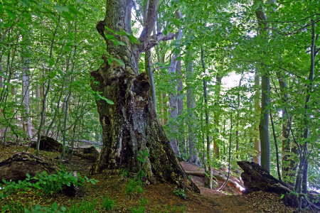 Bild-Nr: 12729618 Seewanderweg Erstellt von: Ostfriese