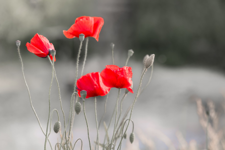 Bild-Nr: 12731904 Vier Rote Mohnblüten  Erstellt von: Ursula Reins