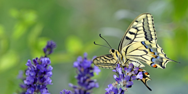 Bild-Nr: 12739206 Schwalbenschwanz Erstellt von: GUGIGEI