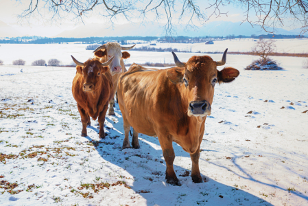 Bild-Nr: 12743546 Die Schaulustigen Erstellt von: SusaZoom