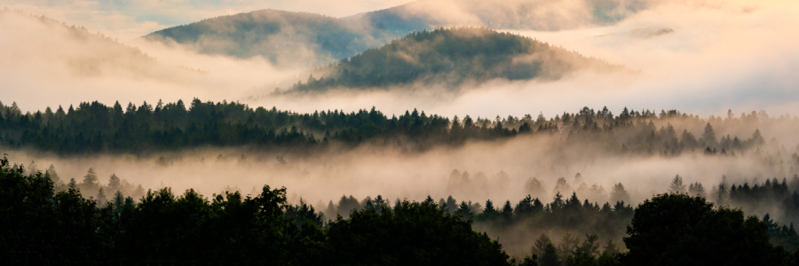 Bild-Nr: 12747025 Bayerischer Wald im Nebel - Panorama Erstellt von: Martin Martin Wasilewski