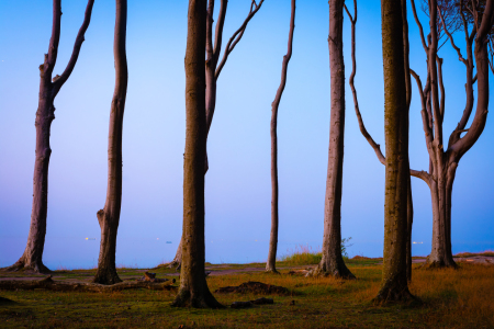 Bild-Nr: 12747203 Gespensterwald in Nienhagen am Abend Erstellt von: Martin Martin Wasilewski