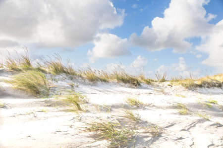 Bild-Nr: 12760150 Dünengräser am Strand von SPO     Erstellt von: Ursula Reins