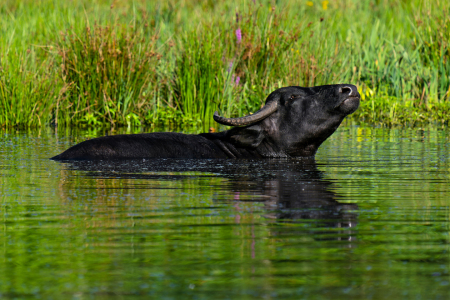 Bild-Nr: 12761188 Wasserbüffel im Hervester Bruch am frühen nmorgen Erstellt von: volker heide