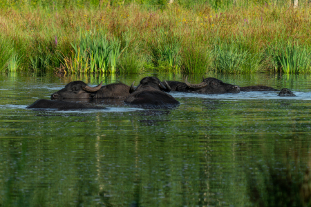 Bild-Nr: 12761190 Eine Gruppe Wasserbüffel beim baden Erstellt von: volker heide
