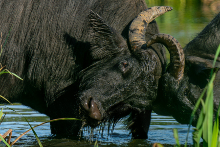 Bild-Nr: 12761275 Rangelei zwischen zwei männlichen Wasserbüffeln Erstellt von: volker heide