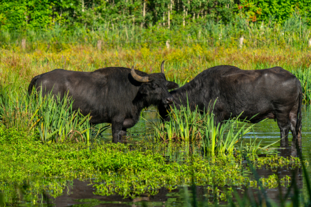 Bild-Nr: 12761276 Zwei Wasserbüffel im Hervester Bruch Erstellt von: volker heide