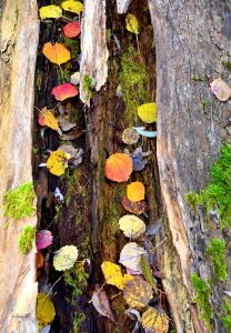 Bild-Nr: 12767248 Herbst Erstellt von: GUGIGEI