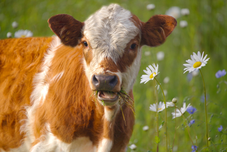 Bild-Nr: 12769246 Junge Kuh auf einer Blumenwiese Erstellt von: Tanja Riedel