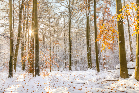 Bild-Nr: 12781208 Goldregen im winterlichen Wald Erstellt von: Ursula Reins