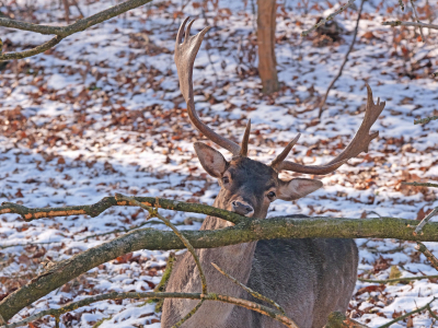 Bild-Nr: 12788413 Hunger Erstellt von: Ostfriese