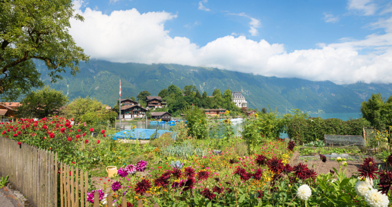 Bild-Nr: 12788984 Idyllischer Schweizer Kurort Iseltwald Erstellt von: SusaZoom