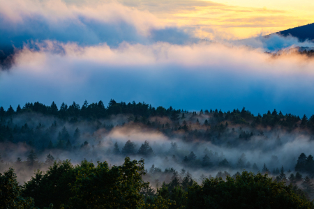 Bild-Nr: 12798563 Nebel im Bayerischen Wald Erstellt von: Martin Martin Wasilewski