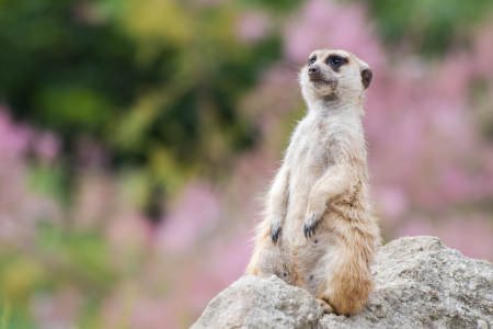 Bild-Nr: 12806359 Zauberhaftes Erdmännchen Erstellt von: Tanja Riedel