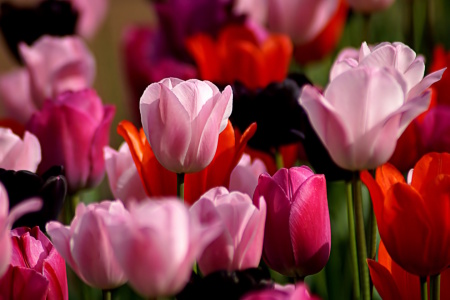 Bild-Nr: 12820693 Bunte Kelche Erstellt von: youhaveadream