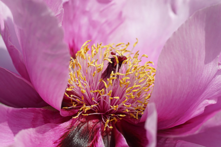 Bild-Nr: 12820948 Peony Erstellt von: youhaveadream