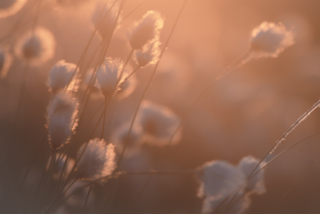 Bild-Nr: 12821237 Feines Wollgras im Sonnenuntergang Erstellt von: Tanja Riedel