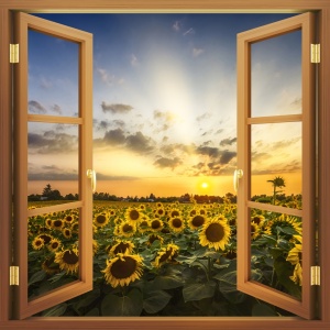 Bild-Nr: 12823656 Sonnenuntergangsimpression im Sonnenblumenfeld Erstellt von: Melanie Viola