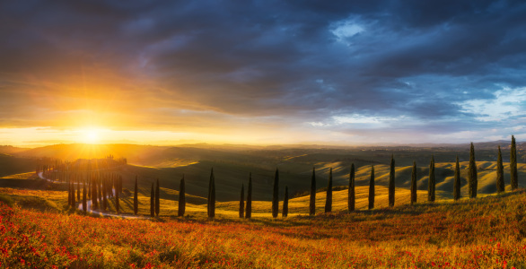 Bild-Nr: 12826908 Zypressenallee zum Sonnenuntergang Erstellt von: Daniela Beyer