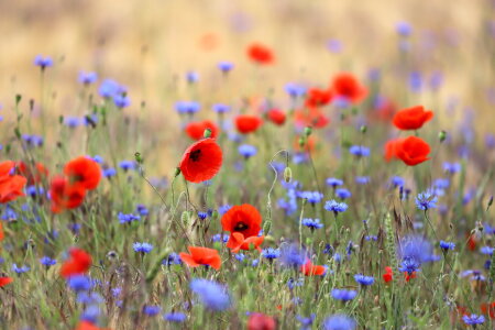 Bild-Nr: 12829216 Mohnimpressionen 1 Erstellt von: Heike  Hultsch