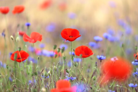 Bild-Nr: 12829219 Mohnimpressionen 4 Erstellt von: Heike  Hultsch