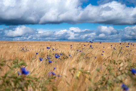 Bild-Nr: 12829840 Kornblumen auf dem Getreidefeld Erstellt von: Tanja Riedel