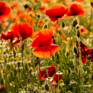Bild-Nr: 12830463  Mohn Sommerwiese   Quadrat Erstellt von: Ursula Reins