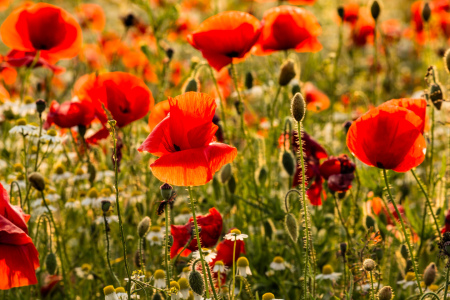 Bild-Nr: 12830464 Mohn Sommerwiese Erstellt von: Ursula Reins