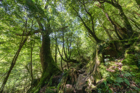 Bild-Nr: 12830669 Lebendiger Wald Erstellt von: eyetronic