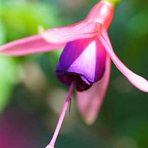 Bild-Nr: 12830939 Fuchsie Erstellt von: youhaveadream