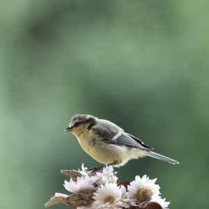 Bild-Nr: 12831061 Sommermeise 1 Erstellt von: Heike  Hultsch