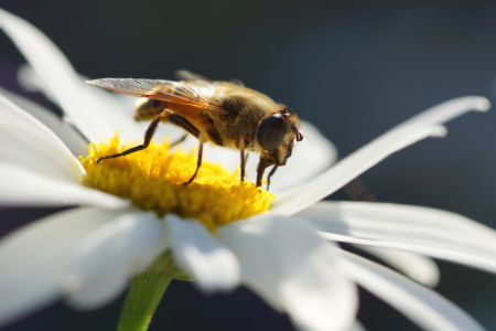 Bild-Nr: 12831167 Bee happy Erstellt von: youhaveadream