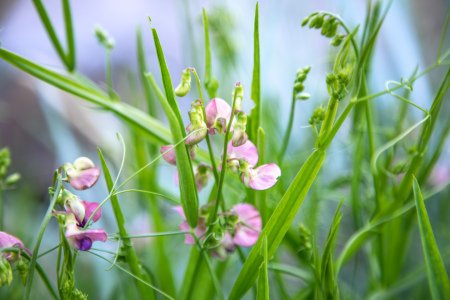 Bild-Nr: 12832900 Wilde Wicken Erstellt von: Ursula Reins